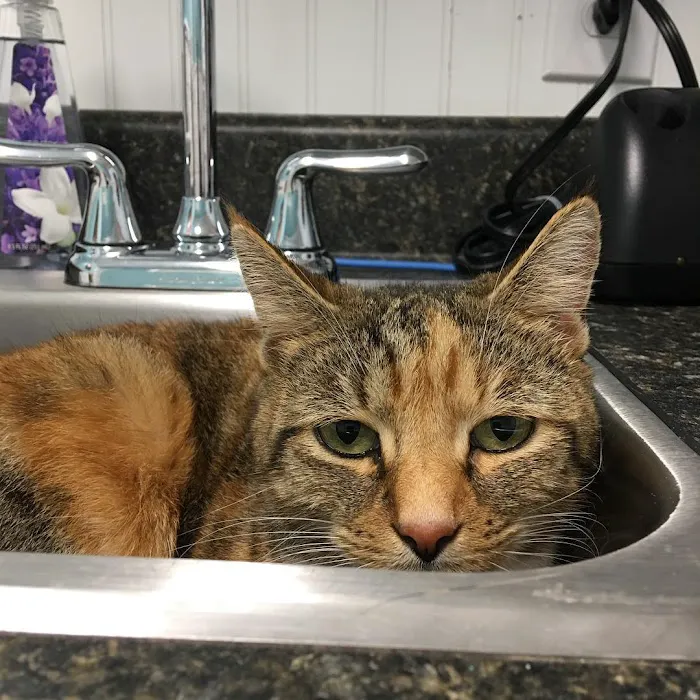 Great Neck Veterinary Clinic Picture 3