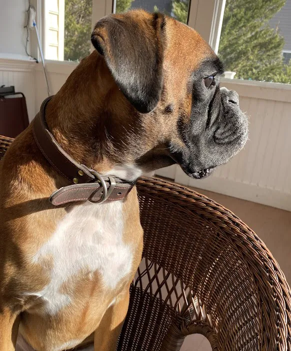 Great Neck Veterinary Clinic Picture 5