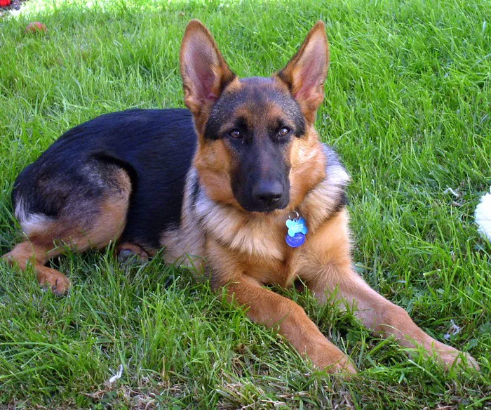 Washington Dog and Cat Hospital Picture 1