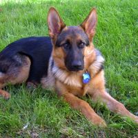Washington Dog and Cat Hospital ico