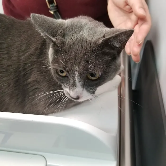 Washington Dog and Cat Hospital Picture 3