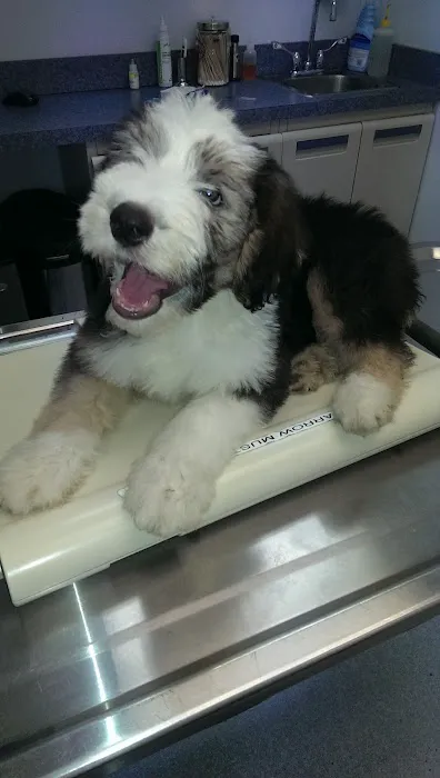Washington Dog and Cat Hospital Picture 6