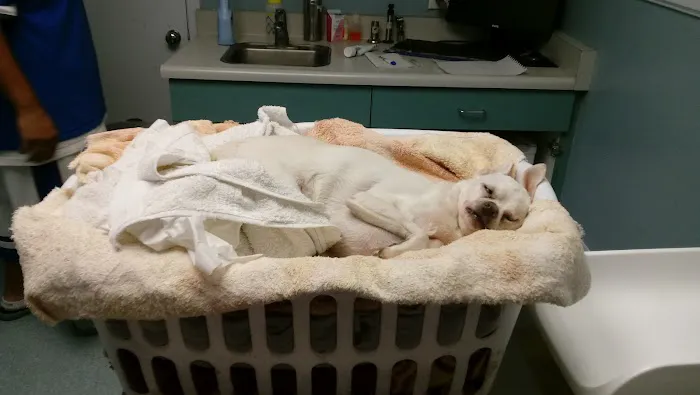 Washington Dog and Cat Hospital Picture 4