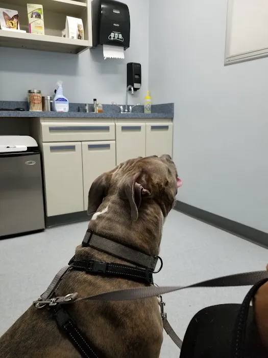 Washington Dog and Cat Hospital Picture 5