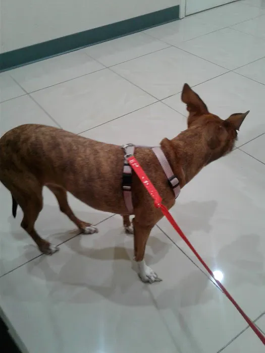 Shatto Veterinary Center Picture 10