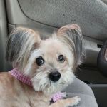 Echo Park Veterinary Hospital