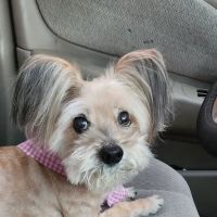 Echo Park Veterinary Hospital ico