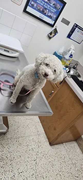 Echo Park Veterinary Hospital Picture 3