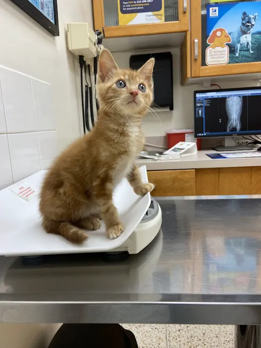 Echo Park Veterinary Hospital Picture 2
