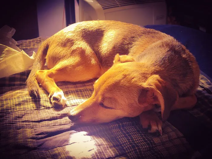 Echo Park Veterinary Hospital Picture 9