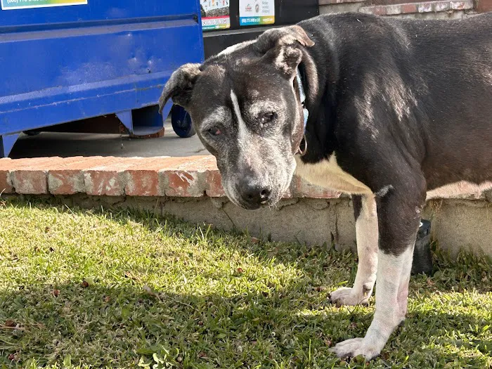 Echo Park Veterinary Hospital Picture 8