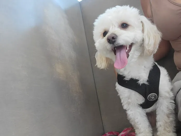 Beverly Virgil Animal Hospital Picture 8