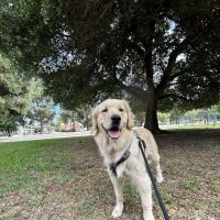 Low Cost Pet Vaccines of Silver Lake, California ico