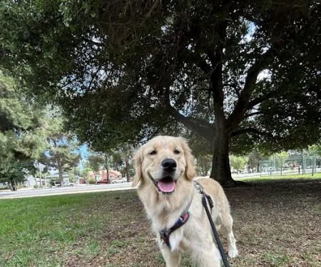 Low Cost Pet Vaccines of Silver Lake, California