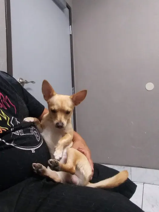 Ambassador Dog & Cat Hospital Picture 1