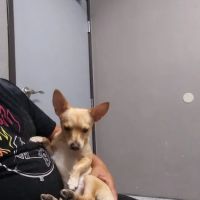 Ambassador Dog & Cat Hospital ico