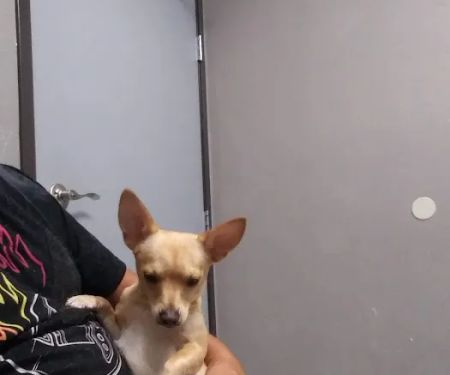 Ambassador Dog & Cat Hospital