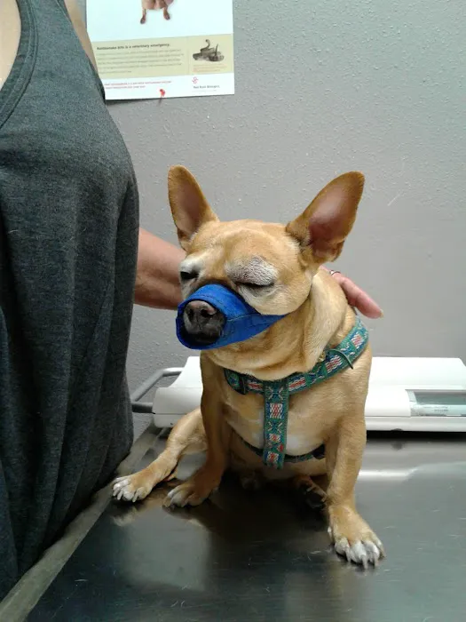 Ambassador Dog & Cat Hospital Picture 3