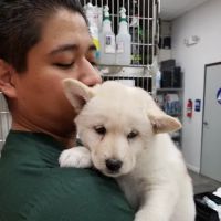 Angel City Animal Hospital ico