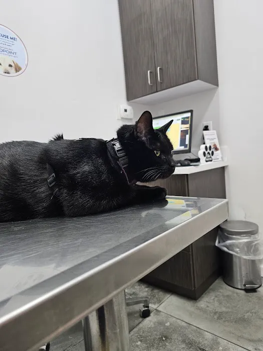 Angel City Animal Hospital Picture 10