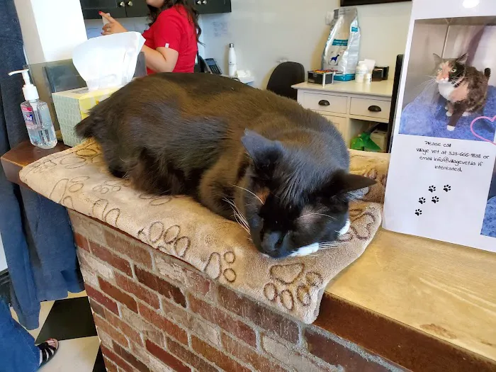 The Village Vet Picture 4