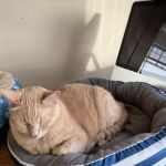 Animal Urgent Care K-Town