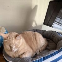 Animal Urgent Care K-Town ico