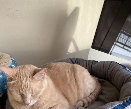 Animal Urgent Care K-Town