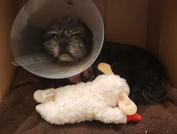 Animal Urgent Care K-Town Picture 8