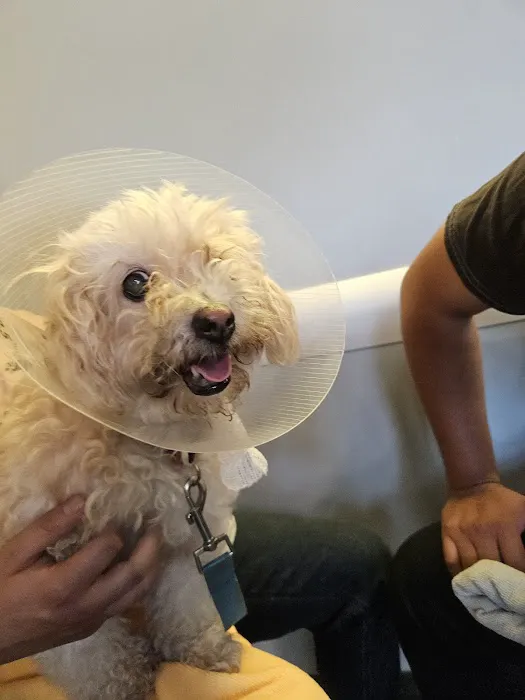 Animal Urgent Care K-Town Picture 10