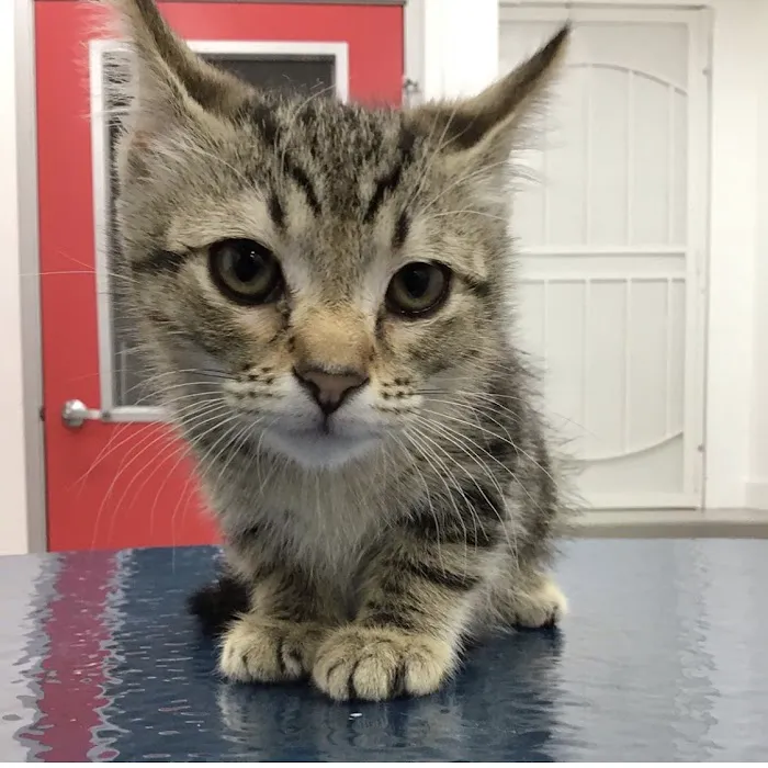 Beverly Pet Clinic Picture 3