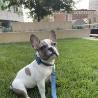 Beverly Pet Clinic ico