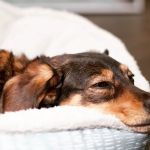 LAASER Los Angeles Animal Specialty, Emergency & Rehabilitation