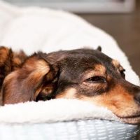 LAASER Los Angeles Animal Specialty, Emergency & Rehabilitation ico