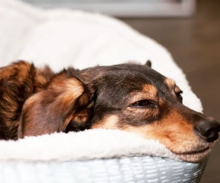 LAASER Los Angeles Animal Specialty, Emergency & Rehabilitation
