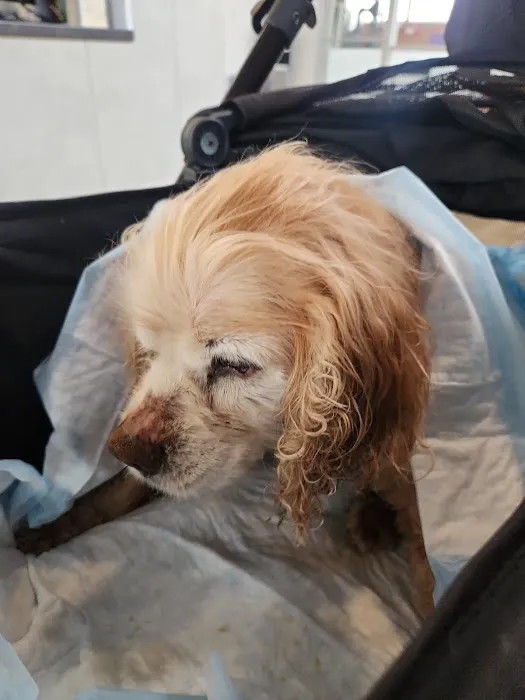 LAASER Los Angeles Animal Specialty, Emergency & Rehabilitation Picture 5