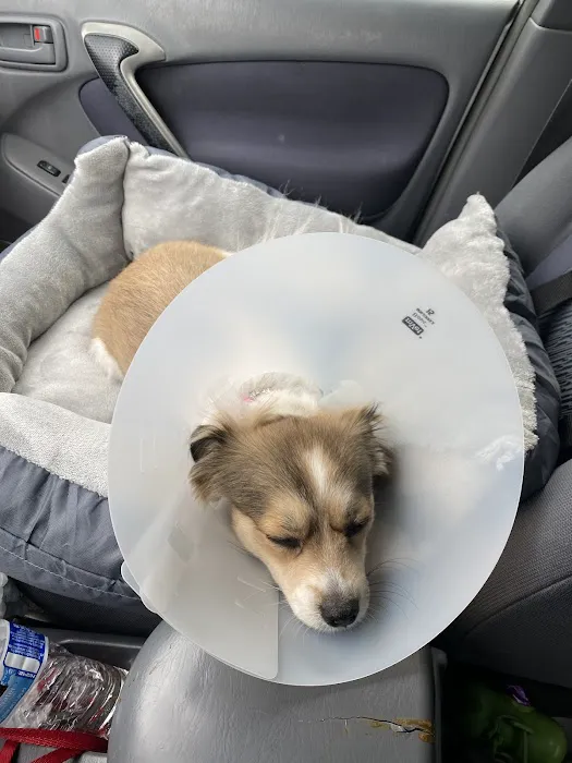North Figueroa Animal Hospital Picture 2