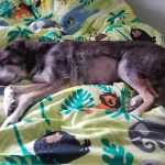 Eagle Rock Pet Care