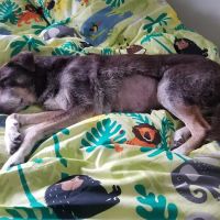 Eagle Rock Pet Care ico