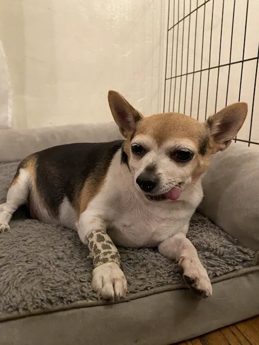 Eagle Rock Pet Care Picture 3