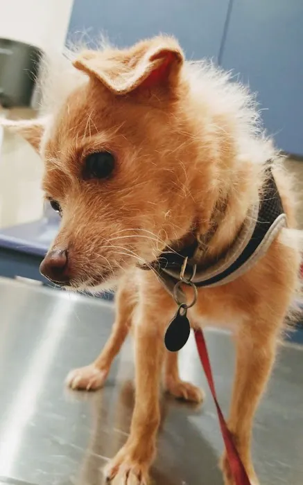 Eagle Rock Pet Care Picture 4