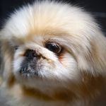 Highland Park Animal Hospital