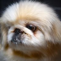 Highland Park Animal Hospital ico