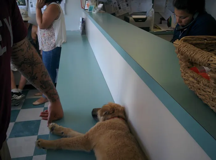 Highland Park Animal Hospital Picture 8