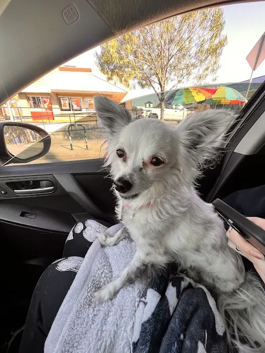 Eagle Rock Animal Emergency Picture 1