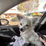 Eagle Rock Animal Emergency