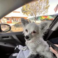 Eagle Rock Animal Emergency ico