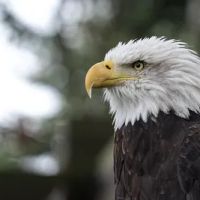 Eagle Glen Veterinary Clinic ico