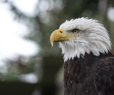 Eagle Glen Veterinary Clinic