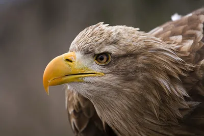 Eagle Glen Veterinary Clinic Picture 7